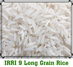IRRI-9-long-grain-rice