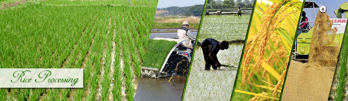 rice-processing-banner